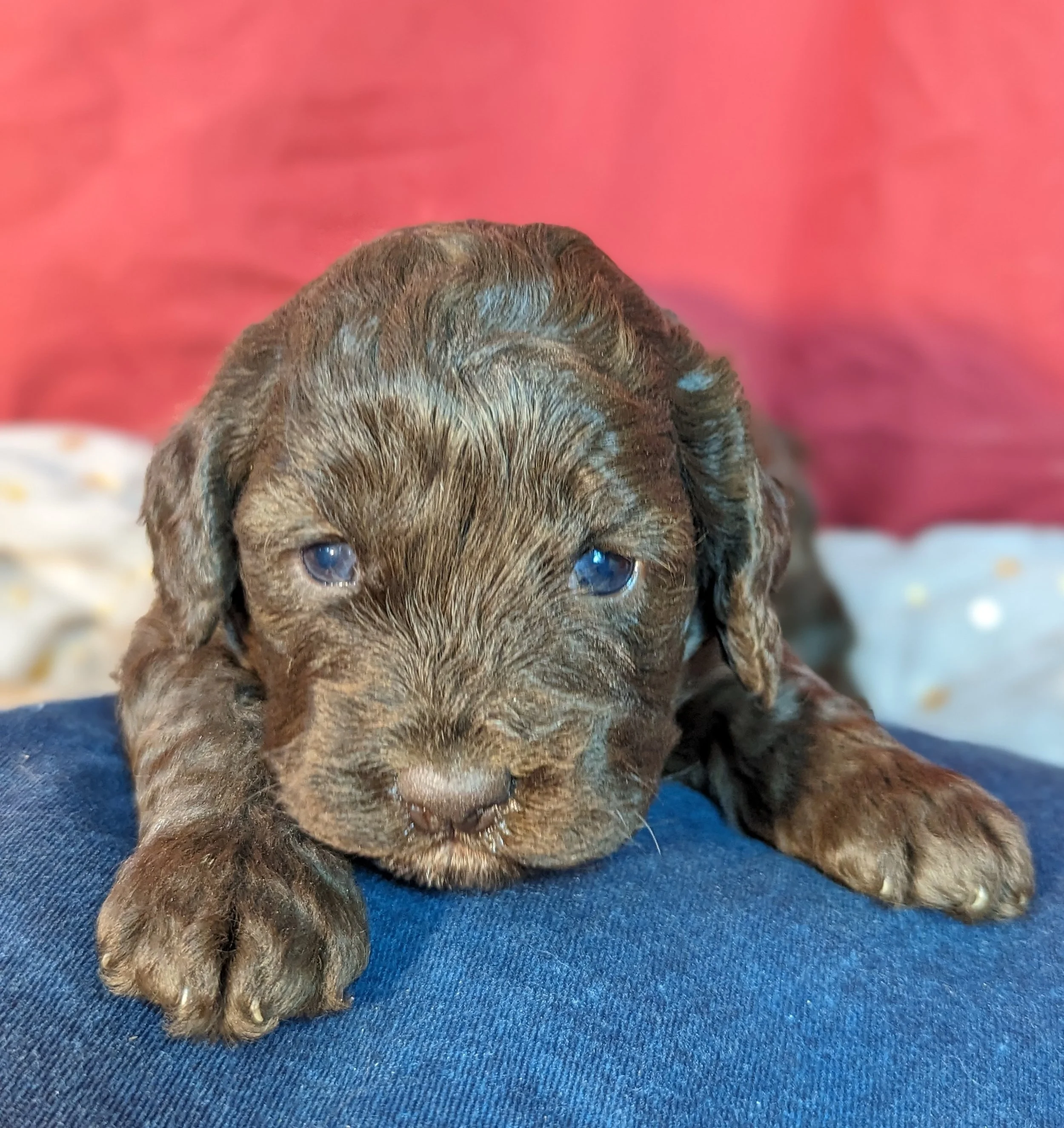 Merle cockapoo top for sale